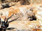 Sardegna: Amblyocarenum nuragicus, ragno gigante innocuo