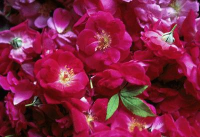 Rosa Damascena - Fiore della fusione mistica