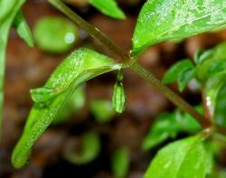 Particolare delle foglie di Impatiens