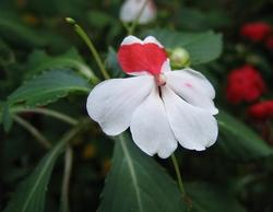 Fiori Di Vetro Nuova Guinea.Nuova Guinea Fiore Paperblog