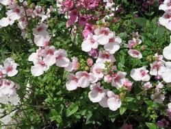 Fiori bianchi di diascia