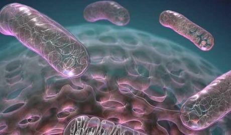 mitocondri invecchiamento pelle 