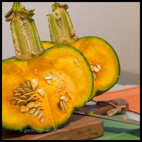 zucca