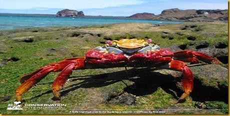 Foto Galapagos Granchio Rosso