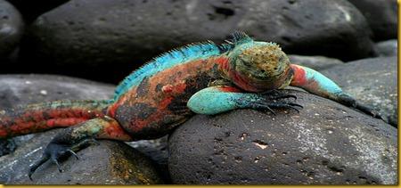 Foto Galapagos Lizard Lucertola 2