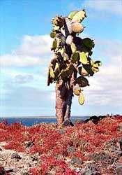 Altre Mete Vi Porta : Alle Galapagos