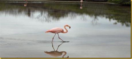 Foto Galapagos Fenicotteri Rosa