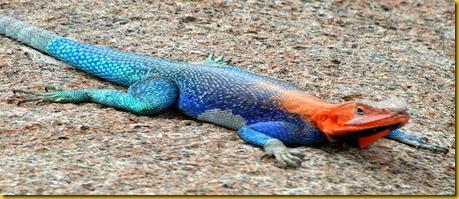 Foto Galapagos Lizard Lucertola