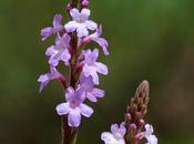 Verbena Vervain, fiore Bach persegue fanaticamente propri ideali