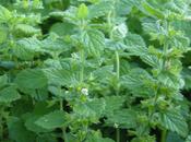 Melissa caratteristiche