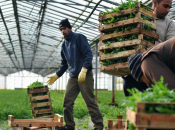 Eurispes, braccianti agricoli nelle mani della criminalità organizzata: “1,60 all’ora nero”