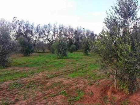 Si può chiedere di mettere a dimora delle varietà di olivo per verificare se sono resistenti al Disseccamento (CoDiRo)?