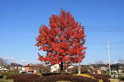 Un esempio di liquidambar formosana