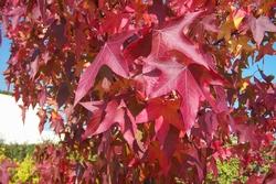 Le foglie del liquidambar orientalis