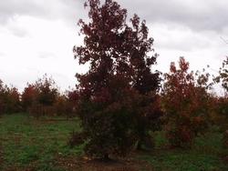 Un esempio di liquidambar Styraciflua