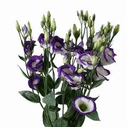 Lisianthus bianchi e viola