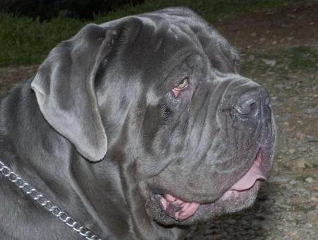 mastino-napoletano