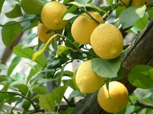 LIMONE