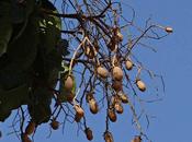 Copale L'essenza nutrono