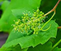 Vitis vinifera o Vine, il fiore di Bach per gli inflessibili