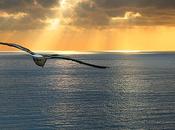 volo gabbiano