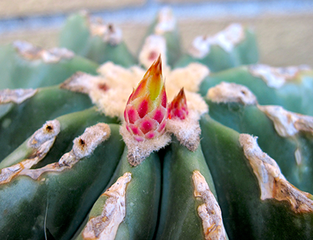 I Ferocactus sono un genere di piante succulente appartenenti alla famiglia delle Cactaceae (sottofamiglia Cactoideae, tribù Cacteae). La pianta si presenta di forma globosa per poi diventare cilindrica in età adulta (anche se alcune specie rimangono globose o globose-schiacciate). In habitat le piante possono misurare dai circa 30 cm. di altezza e diametro del Ferocactus viridescens, fino ad arrivare eccezionalmente ad altezze di 4 metri e 80 cm. di diametro (Ferocactus diguetii). Le spine sono forti, dure, diritte, più o meno uncinate all'apice, di colore rosso, rosso-marrone o gialle. I fiori che si formano all'apice della pianta sono di forma campanuliforme variamente colorati dal rosso al giallo, arancioni o viola.