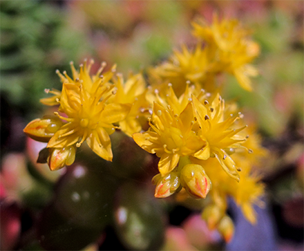 Crassula è un genere di piante succulente sempreverde che appartiene alla famiglia delle Crassulaceae. Il suo nome deriva dal latino crassus (grasso). Originario del Sudafrica, comprende circa 300 specie anche molto diverse tra di loro.