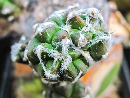 L'elemento maggiormente caratterizzante gli Astrophytum rispetto alle altre cactaceae è la presenza di numerosi puntini bianchi in rilievo sparsi in misura più o meno rilevante sul fusto di tutte le specie appartenenti a questo genere. Il loro ruolo non è ancora stato ben definito dalla letteratura scientifica, tuttavia si ritiene che la loro funzione principale sia quella di favorire la mimetizzazione della piante negli ambienti rocciosi in cui sono normalmente inserite, allo scopo di ridurre la possibilità di distruzione da parte di animali fitofagi. Si ritiene che altre funzioni possano essere legate alla protezione del fusto dai raggi solari e alla capacità di trattenere più efficacemente l'umidità.