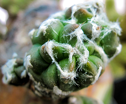 L'Astrophytum (Lemaire 1839) è un genere di pianta succulenta appartenente alla famiglia delle cactacee. Il suo nome deriva dal greco astèr (stella), per la caratteristica forma a costole che dall'alto lo fa somigliare ad una stella e phytòn (pianta). È originario di alcuni areali delimitati del Messico e vive normalmente in terreni semi-aridi e leggermente calcarei.  Gli Astrophytum hanno un fusto globuloso formato da quattro ad otto sezioni divise tra di loro da solchi più o meno profondi. I fiori gialli o giallo-rossi si sviluppano dalle areole presenti alla sommità del fusto.