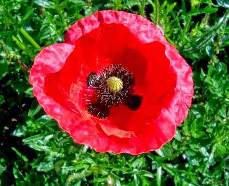 Papavero, nei dolci, nel tè e di alcuni infusi