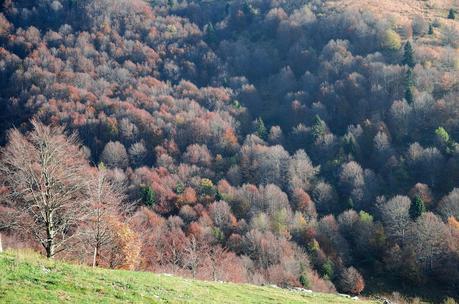 Veliki Vrh, castagne e ribolla : Autunno sul Matajur