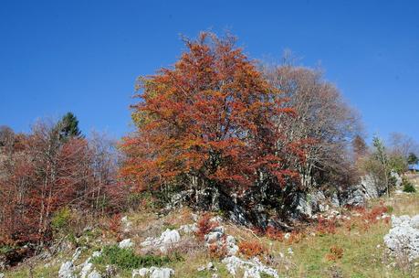 Veliki Vrh, castagne e ribolla : Autunno sul Matajur