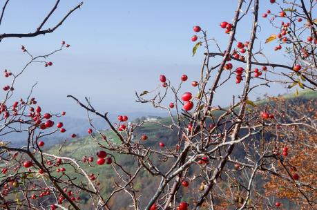 Veliki Vrh, castagne e ribolla : Autunno sul Matajur