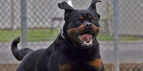 rottweiler-azzanna-bambino-provincia-di-lecco-grave