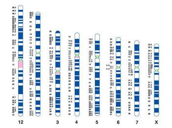 Il segreto del DNA nel disco di Festo