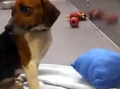 Adozione: adottiamoli!