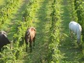 Soave cavallo