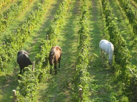 Soave a cavallo