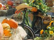 Novembre: sagre feste della zucca