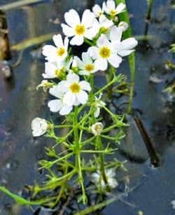 Hottonia palustris o Water Violet, il fiore di Bach per principi e principesse solitari