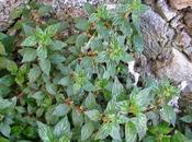 Parietaria, come ottenere cataplasma, infusi, vino fegato miele polmoni