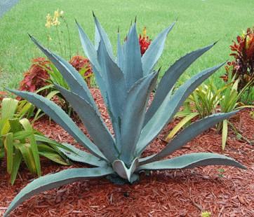 Agave - Lo zucchero naturale in assoluto