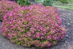 Cespuglio di Spiraea Japonica