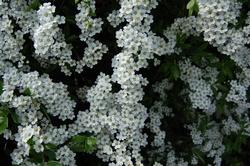 Una fioritura di spiraea thunbergii