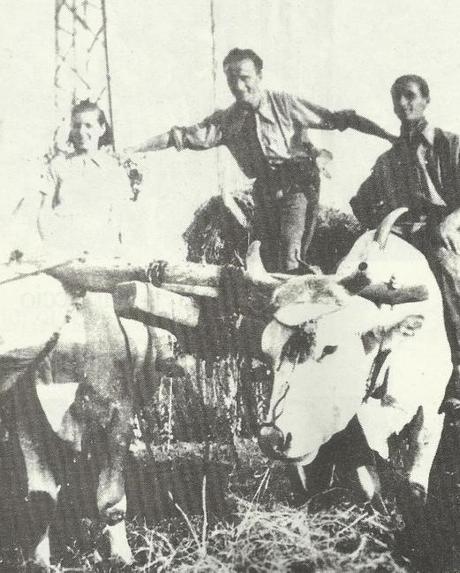Contadini su un carro trainato dai buoi nella campagna lucchese del 1935 - Foto tratta da 