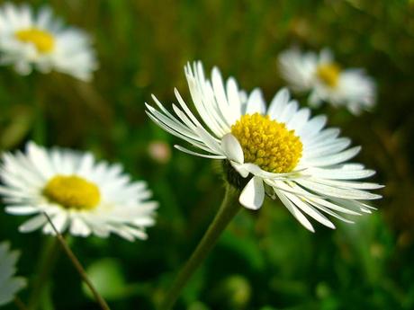 La pratolina, per insalate, decorazioni, infusi e decotti