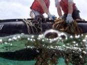 Nell’Oceano Pacifico atolli “cartolina” sommersi dalla spazzatura. mese raccolte tonnellate rifiuti