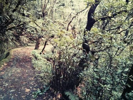 #IoCammino a Madeira: Levada dos BalcĂľes