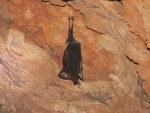 khao yai pipistrelli