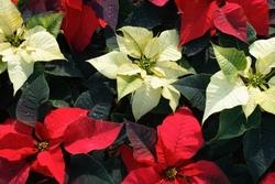 Poinsettia bianca e rossa